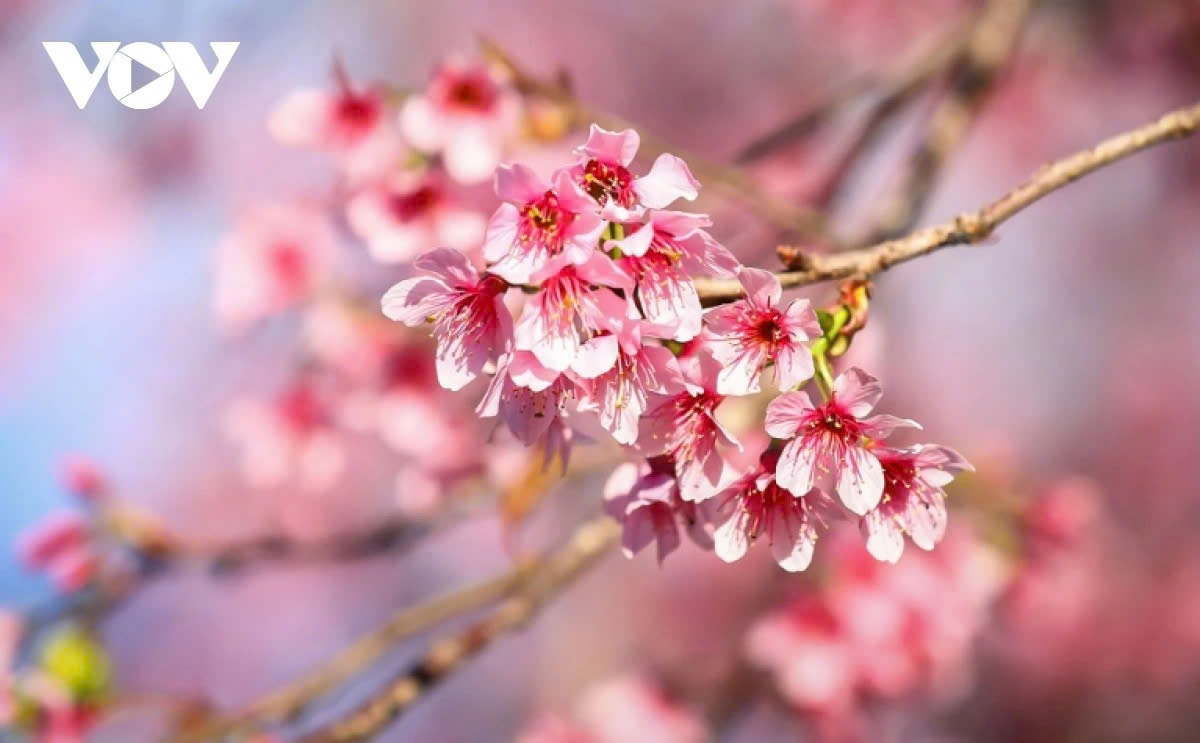 First cherry blossom festival brings highland culture to Tuyen Quang